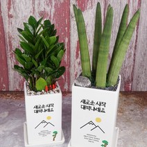 [개업축하전용] 대박을 바라는 대박기원화분 3종, 직사각 대형, 2. 그리는 대로, 추천화초