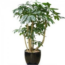 홍콩대엽대엽홍콩 ej1 실내공기정화 키우기쉬운 식물