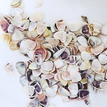 몰드몰 쥬얼리조개 (약50g) 젤캔들첨가물 _ 디퓨저첨가물 조개첨가물