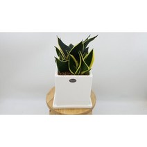산세베리아 슈퍼바 사각화이트화분 13x12