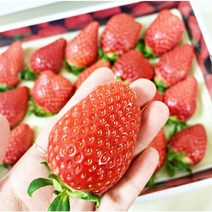 0.1초만에 퍼지는 달콤함 강릉 칠성산 명품딸기 600g 1박스 20개 28개, 명품딸기 600g 1박스(28개입)