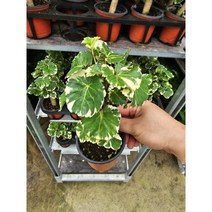 그린식물팜 파비앙 파비안느 무늬 파비앙 반려식물, 1개