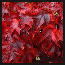 (나무농장) 야생화 담쟁이 포트 ( 10개묶음 ), 10개