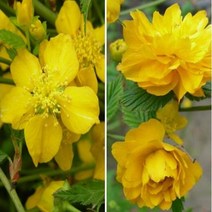 묘목 황매화 /H1.2m)/3개 AB415