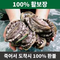 활보장전복 완도 전복 선물세트 직거래 홈쇼핑 활전복 참전복, 13~14미 1kg