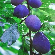 서양자두(롱존) 특묘목 1주, 본상품선택