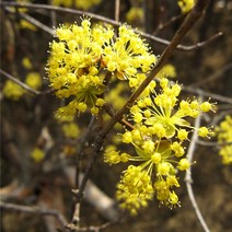 산수유나무 묘목 - 실생2년 뿌리 특묘 5개