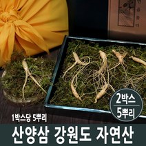 자연산 산양삼 야생 장뇌삼 잎 뿌리 진세노사이드 새싹삼 장래삼 사포닌 효능 국산, 2박스