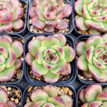 [해뜰다육] 티엠 다육식물 선인장