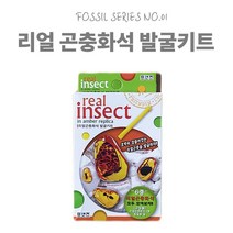 3000 리얼 곤충화석 6종 발굴키트, 랜덤발송