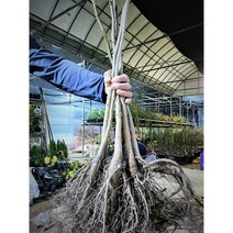 향수묘목농원 신령 왕호두묘목 30cm~70cm이상, 왕호두50cm이상