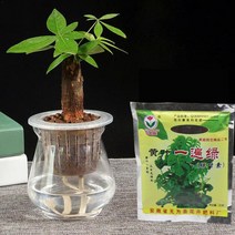 텃밭비료 화초키우기 잔디비료 비료 노란 잎을 치료하기 위한 20g 식물 식품 영양 조절 노란색 전단지를 위한 병든 식물 분재 정원 잎 v0g8 호환