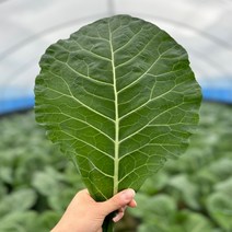 농산물마루 유기농 케일 신선초 1kg / 2kg/ 각 1kg, 2kg