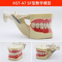 교육용 구강 덴티폼 치과 임플란트 치아모형 관리 양치 교육 과학실 치위생 치과 설명용, HST-A7 SF형 교육모델