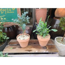 실내공기정화식물 유칼립투스 블루스타펀 이태리토분 키우기, 데로마 13 살구, 민트+마사