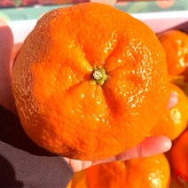 프리미엄 제주 고당도 레드향 선물세트 특품 3kg 5kg 10kg, 레드향/3kg/선물용(대)/8~10과