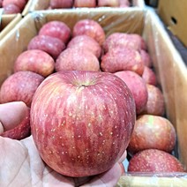 건강한 맛 아삭달콤 꿀 청송 사과 2kg 중과 판매, 중과 3kg, 1개