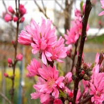 꽃복숭아(국화도)/접목1년(3주묶음)/묘목/k0895