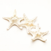 오꿈 조개껍질 조개껍데기 소라껍데기 소라껍질, D03 별불가사리 (중), 봉