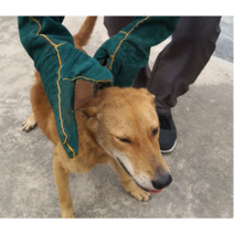 어도러블 강아지 고양이 물림방지 장갑 소가죽 반려동물 훈련장갑 36cm, 1개