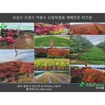 [경북농원] 영산홍(연산홍) 5주묶음 조경수(베니/백철/자산홍) 판매중, 30cm-40cm, 분홍
