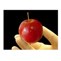 순희농장/미니사과묘목/2개/미니사과나무묘목/1m /포트/분/알프스오토메, 미니사과포트, 분(60cm전후)-1개, 2개