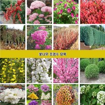 꽃나무 조경수묘목 장미 조팝나무 꽃댕강나무 회양목 측백나무 편백나무 개나리 진달래 철쭉 영산홍 매화나무 벚나무 능소화 치자나무 남천 함박꽃 목단 배롱나무 홍도화 라일락, 작약 함박꽃 3년생