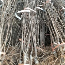 앵두나무 묘목 1주, 벤타샵상품선택, 1개