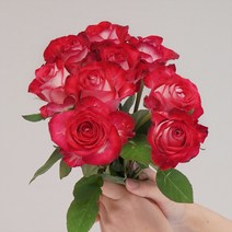 [계절의꽃] 올스타장미 투톤장미 생화 한단10송이 꽃배달, 1개