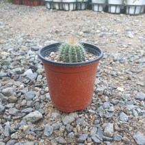 10~25cm 25 수박 선인장 소품 다육식물 다육이