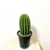 대봉룡