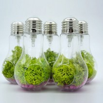 LED스칸디아모스키우기(미세먼지식물)(1인용)