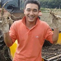 (햇삼/750g)다림용난발삼 세척인삼 쭉뻗은 원수삼 영업용삼계.가정용실속파삼특가/선물용행사/금산부부인삼.못난이난발삼추천, 1개, (04)비세척-750G 오쿠 다림전용 작은난발삼