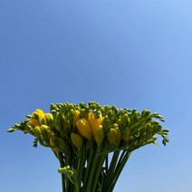 (하나플란츠)생화 후리지아 프리지아 5단 50송이 옐로우 농장직송 온라인꽃도매 생화직송 택배 (도착예정일은 따로 문의)