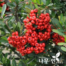 [나무인] 피라칸타(피라칸사스) 개화주 2그루, 2개