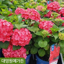 유럽 엔들레스썸머수국 원예수국 여름꽃 정원수, 03. 썸머러브 퍼플 2L포트, 1개