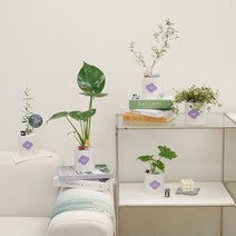 키우기 쉬운 인테리어식물 45종_꽃말 선물 공기정화식물 이사선물 몬스테라 여인초 유칼립투스 올리브 아레카야자 행운목 금전수, 오렌지 레몬 소, 스팡 기본형 화이트컬러 11cm+받침