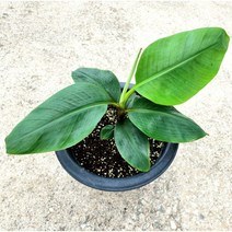 하늘농군들 바나나 묘목 나무 레드바나나 나무 1주 청정지역 전북 고창 국내생산, 바나나나무 45cm 내외(특가)