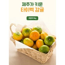 타이벡 재배 명절선물 제주감귤 로얄과 5kg 효도선물
