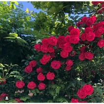 착한가격 광일농원 줄장미 (빨강색) 덩쿨장미 5주 세트(무료배송) 특가세일