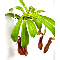 네펜데스 식충식물 모기 파리 초파리 퇴치, 1개