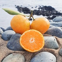 제주 노지 감귤 4.5Kg, 감귤 4.5Kg(S,M,L혼합), 1개
