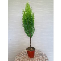 35~55cm 율마 외목대 묵은둥이 소품 42