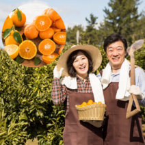먹사부 [산지직송] 제철 제주 황금향 가정용 선물세트 선물용 과일 소 중 대과 고당도 특품 1kg 2kg 3kg 5kg 명절 설 추석 선물 세트, A. 가정용 소과 (1kg)