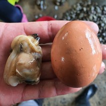 국산 깐바지락살 500g부터 통영 산지직송 활 바지락 순살 왕바지락, 2팩, 500g