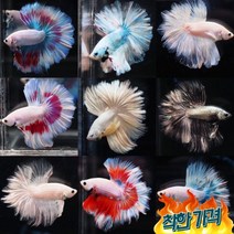 퀄리티 좋은 베타 기획전, 로즈테일 피더테일 하프문 베타 수컷