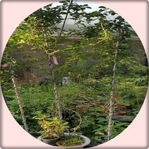 행복한정원 으름 으름덩굴 큰나무