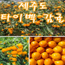 제주 달콤 조생 타이벡 감귤 10kg 가정용 못난이 흠과 로얄과 산지직송
