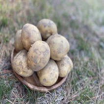 [곰이네 농산물] 포슬포슬 햇감자 강원도 수미감자 중 사이즈 10kg, 상세페이지 참조
