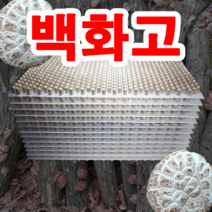 농부의 순정 표고버섯종균 표고 성형종균 607구, 1판